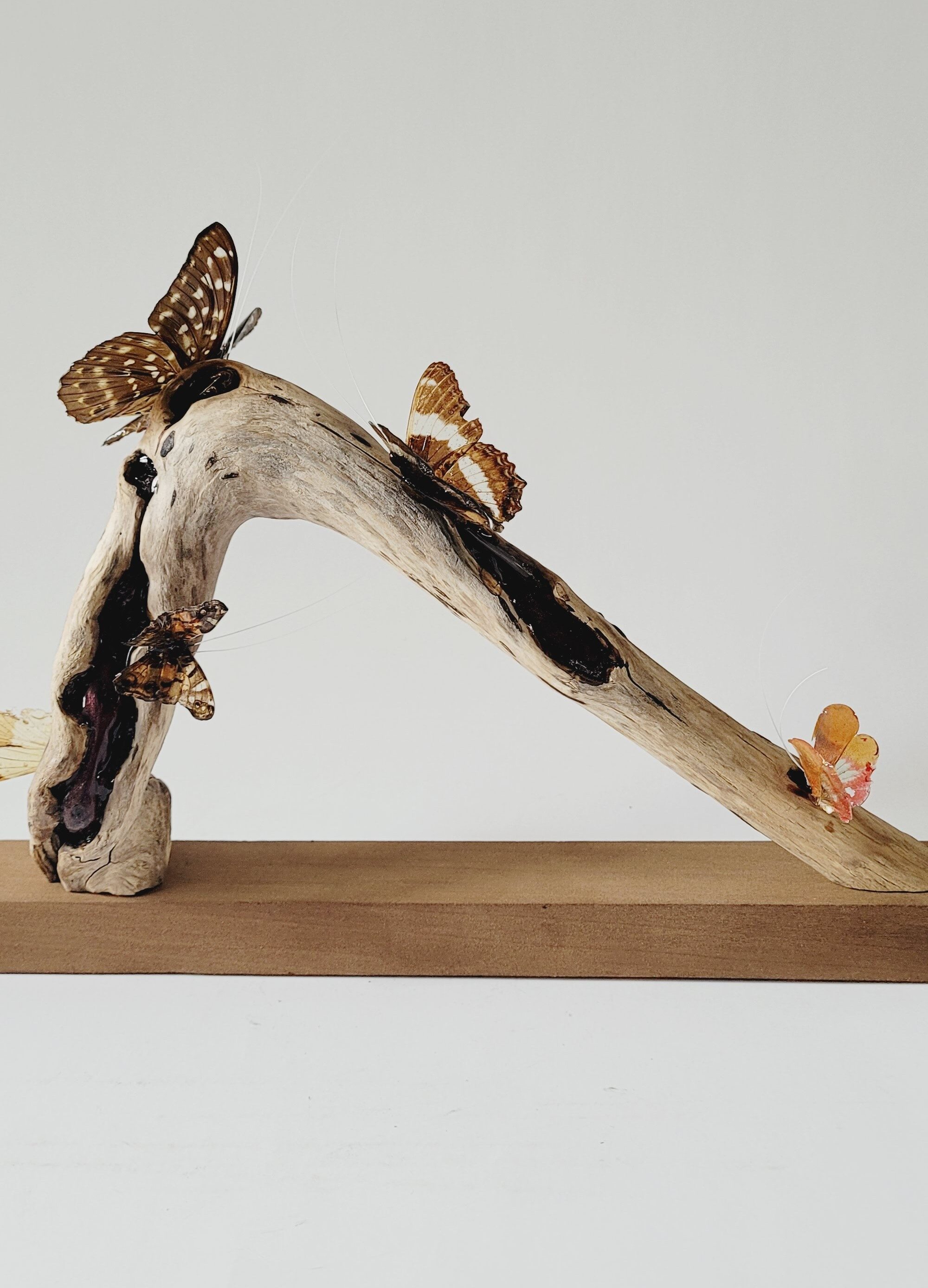 Papillonnage